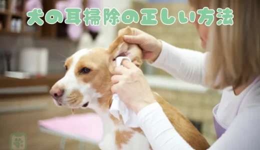 【獣医師監修】犬の耳掃除、正しい方法と頻度は？嫌がる場合のコツと洗浄液の選び方