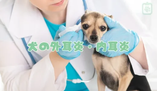 【獣医師監修】犬の外耳炎・中耳炎の原因と症状｜治療法と気になる治療費まで解説