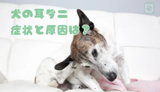 【獣医師監修】犬の耳ダニ、症状と原因は？正しい取り方・治療薬・予防法を解説