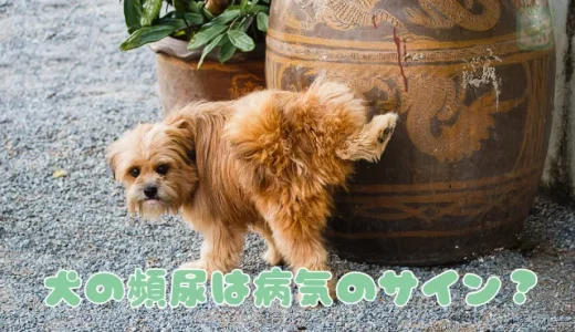 犬の頻尿は病気のサイン？獣医師が解説する考えられる原因と病気、すぐできる対処法