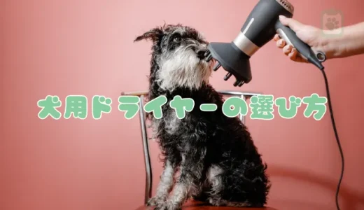 犬用ドライヤーの選び方と正しい乾かし方｜嫌がる子でも安心な速乾テクニック
