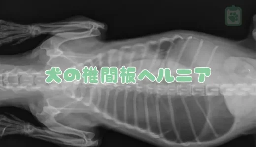 犬の椎間板ヘルニア、症状と治療法は？獣医師が解説する手術費用やなりやすい犬種も解説