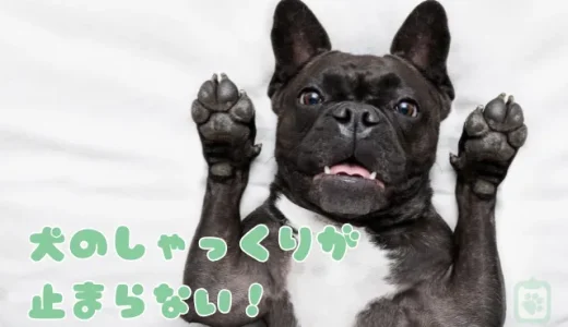 犬のしゃっくりが止まらない！原因と正しい止め方｜逆くしゃみとの違いも解説
