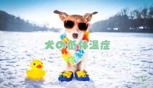 【獣医師監修】犬の低体温症は命の危険も。症状・原因・応急処置と治療法を解説