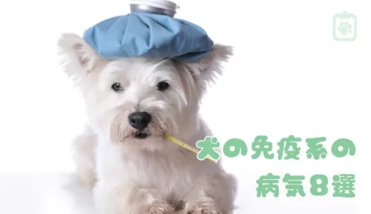 【獣医師が解説】犬の免疫系の病気8選｜症状・原因から治療・対策法まで詳しく紹介
