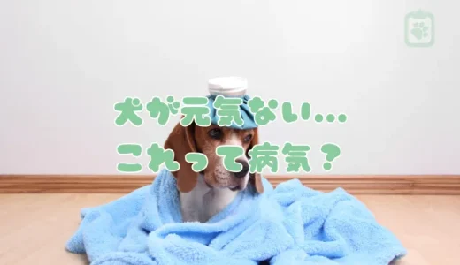 犬に元気がないのは病気？獣医師が解説する食欲の有無でわかる危険なサインと対処法