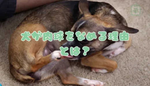 犬が肉球をなめる理由とは？乾燥や病気など原因別の正しいケア方法