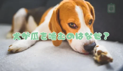 犬が爪を噛むのはなぜ？ストレス？やめさせるための原因と対策