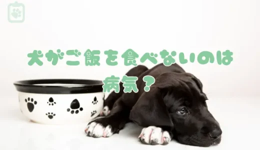 犬がご飯を食べない！わがまま？病気？獣医師が解説する老犬の食欲不振など原因別の対策
