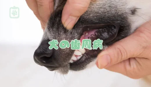 【獣医師監修】犬の歯周病、放置は危険！症状・治療法・費用・予防法を徹底解説