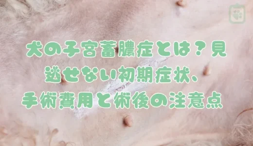 【獣医師監修】犬の子宮蓄膿症とは？見逃せない初期症状、手術費用と術後の注意点を解説