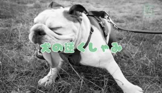 犬の「逆くしゃみ」とは？原因・症状・止め方を獣医師が解説｜普通のくしゃみとの違い