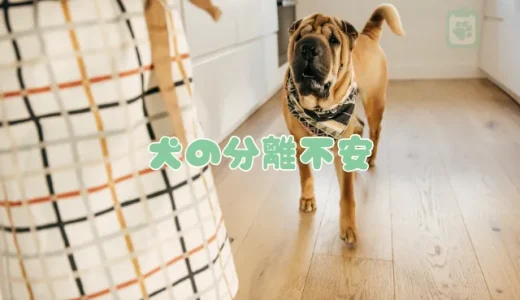 【獣医師監修】犬の分離不安とは？留守番が苦手な子のための原因と６つの対策