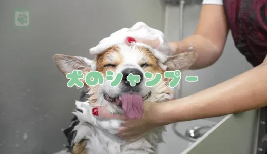 【獣医師監修】犬のシャンプー、正しい頻度とやり方は？皮膚を健康に保つ目的とコツ