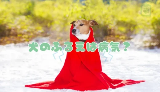 犬が震える原因は寒さだけじゃない！獣医師が解説する考えられる病気と危険な震え方