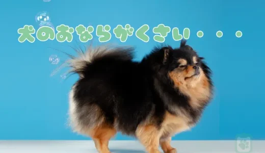 犬のおならが臭い！フードが原因？病気？獣医師が解説する考えられる理由と対策法