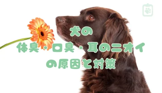 犬が臭い！体臭・口臭・耳のニオイの原因と対策｜病気の可能性も？獣医師が解説