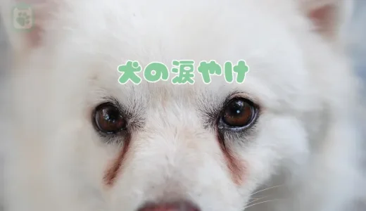 犬の涙やけ、原因はアレルギー？フード？獣医師が解説する今日からできる改善・対策法