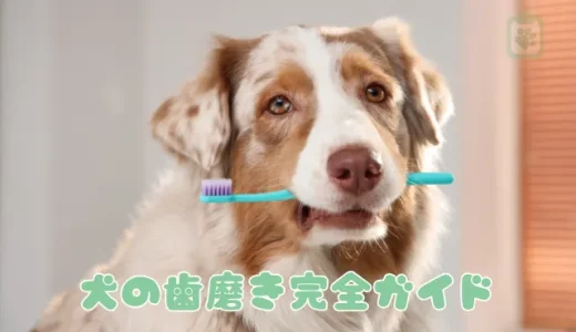 【獣医師監修】犬の歯磨き、完全ガイド｜嫌がらないやり方・頻度・おすすめグッズ