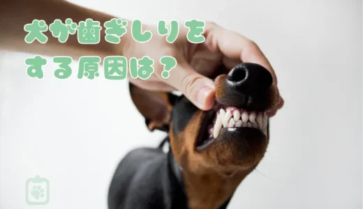 【獣医師監修】犬が歯ぎしりをする原因はストレス？病気？考えられる理由と対処法