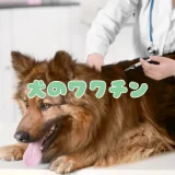 【2025年版】犬のワクチン（予防接種）の種類・費用・時期を獣医師が一覧で解説