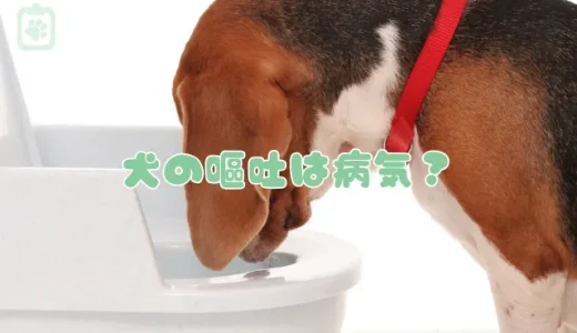 犬が吐いた！黄色や茶色の嘔吐物は病気？獣医師が解説する原因と危険な症状、対処法