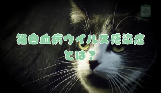 【獣医師監修】猫白血病ウイルス感染症とは？症状・感染経路・予防法を解説