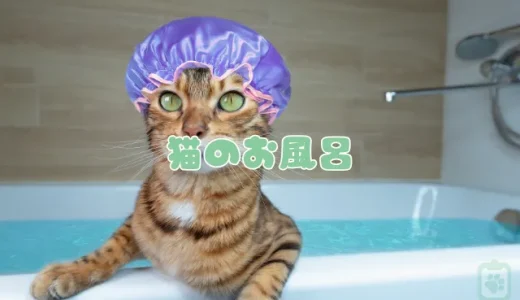 猫のお風呂、頻度と正しい入れ方｜適切な温度と嫌がる場合のコツ