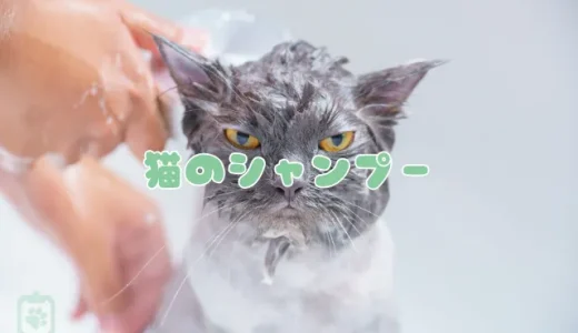 猫のシャンプー、頻度と正しいやり方｜嫌がる猫のためのコツと注意点を獣医師が解説