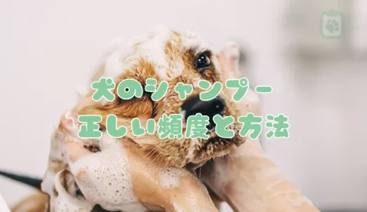 犬のシャンプー、正しい頻度と方法は？子犬はいつから？人間用はNG？
