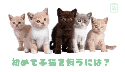 初めて子猫を飼うには？費用と準備、捨て猫を保護した場合の注意点を解説