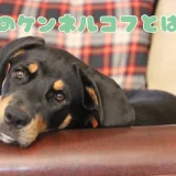 【獣医師監修】犬のケンネルコフとは？感染経路・症状・治療法とワクチンの重要性