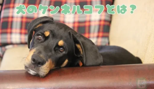 【獣医師監修】犬のケンネルコフとは？感染経路・症状・治療法とワクチンの重要性