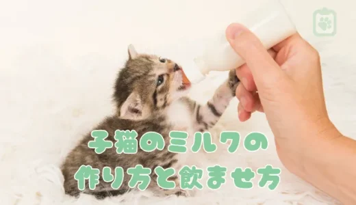 【獣医師監修】子猫のミルクの作り方と飲ませ方｜量・頻度・飲まないときの対処法