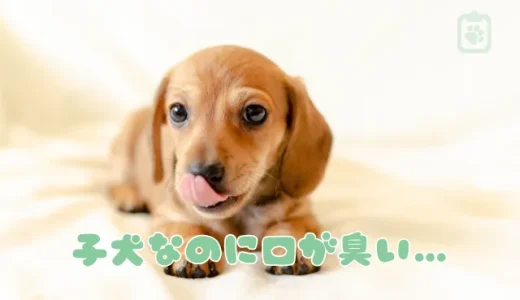 子犬なのに口が臭い！その口臭、病気かも？考えられる原因と対策法