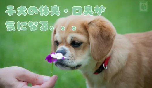 子犬の体臭・口臭が気になる！原因と今すぐできるニオイ対策を獣医師が解説
