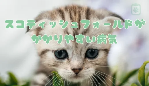 【獣医師監修】スコティッシュフォールドがかかりやすい病気7選｜遺伝性骨軟骨異形成症とは