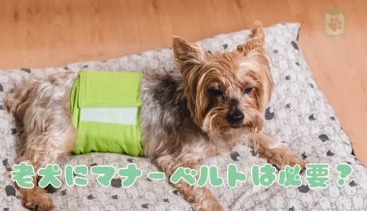老犬にマナーベルトは必要？目的・選び方・使い方と注意点を解説