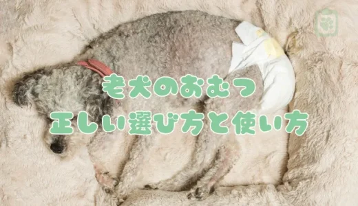 老犬のおむつ、正しい選び方と使い方｜人間用で代用できる？嫌がる場合の対処法