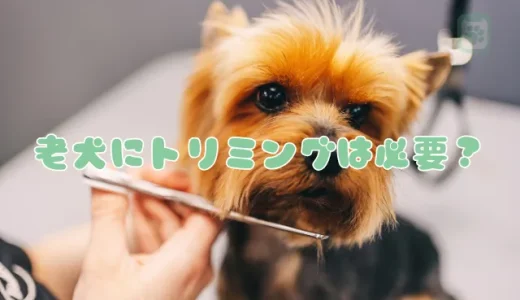 老犬にトリミングは必要？適切な頻度と注意点｜負担の少ない出張サービスも解説