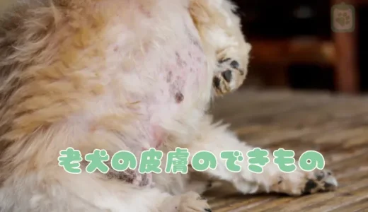 【獣医師監修】老犬の皮膚にできものが！これって病気？原因と見分け方、自宅でのケア方法