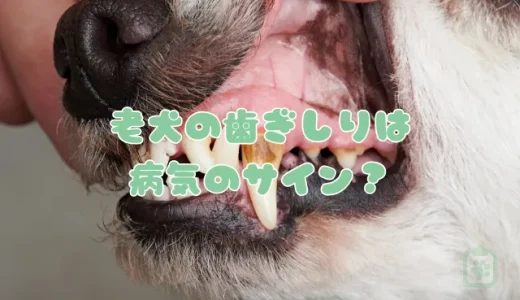 【獣医師監修】犬が歯ぎしりをする原因はストレス？病気？考えられる理由と対処法