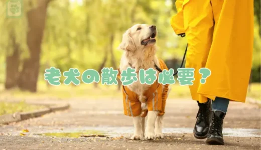 老犬の散歩は必要？適切な頻度と時間は？行きたがらない時の注意点