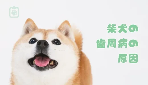 柴犬の歯石、放置は危険！歯周病の原因と除去方法、費用を解説