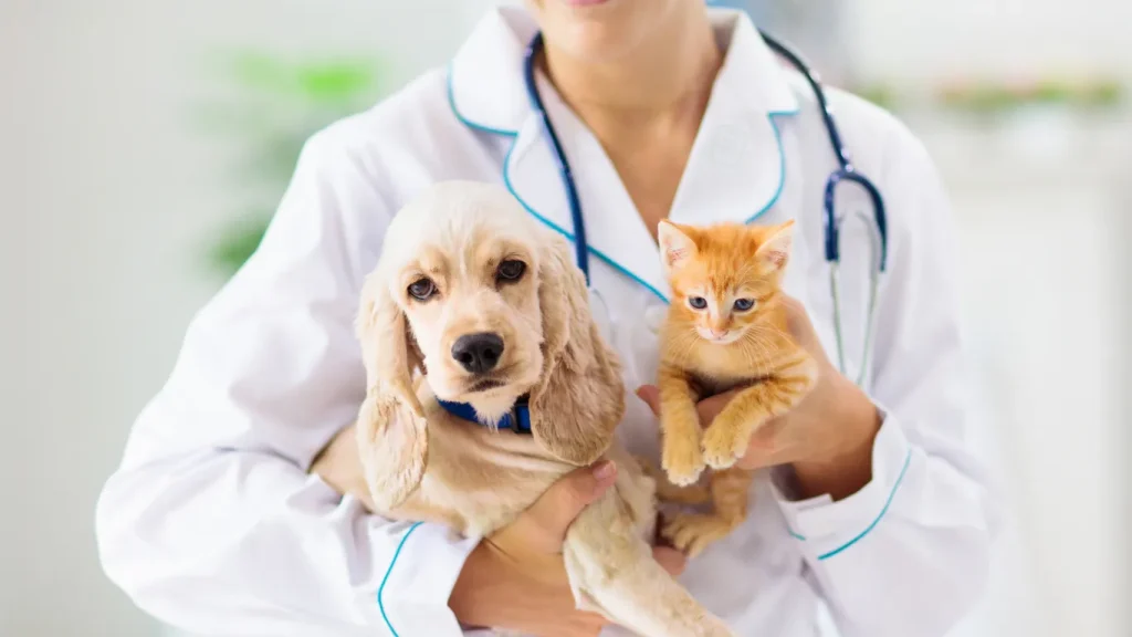猫の心筋症の分類、診断、治療に関するACVIMコンセンサス