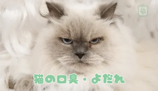 猫の口臭・よだれは病気のサイン？歯周病など考えられる原因と口臭ケア