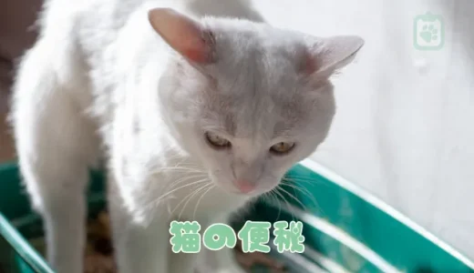 猫の便秘、原因と解消法は？マッサージや食事でできるケアと危険なサイン