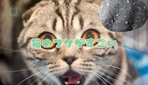 猫のフケがすごい！病気？乾燥？原因と今すぐできるフケ対策