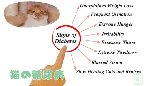 猫の糖尿病、初期症状と治療法｜完治は可能？末期症状についても解説