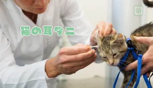 猫の耳ダニ（ミミヒゼンダニ）症、原因と治療法は？黒い耳垢に要注意